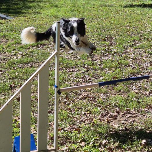 entrainement agility remoulins
