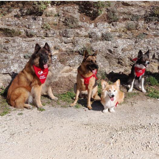 équipe Chiens visiteurs Remoulins