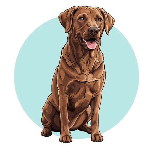 éducation canine remoulins